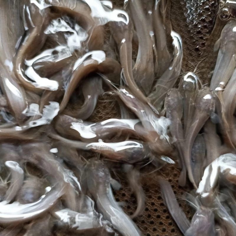 BIBIT IKAN LELE DUMBO ISI 50 ekor