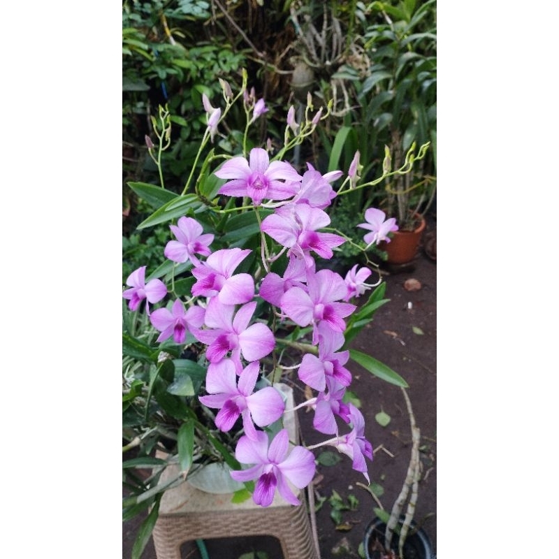 ANGGREK DENDROBIUM LARAT KEIKI