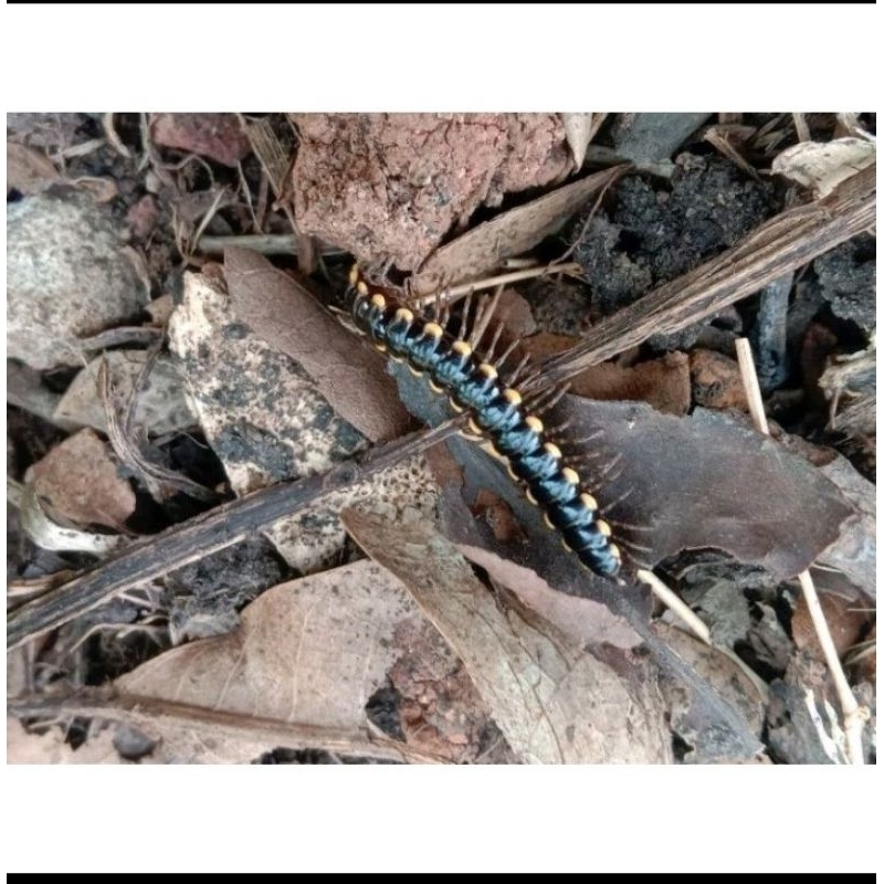 Yellow spotted milipede tractor mini pede