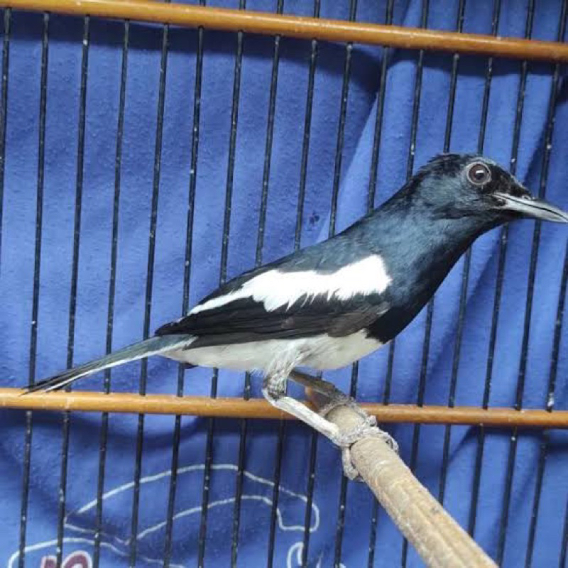 Kacer lokal bahan rawatan