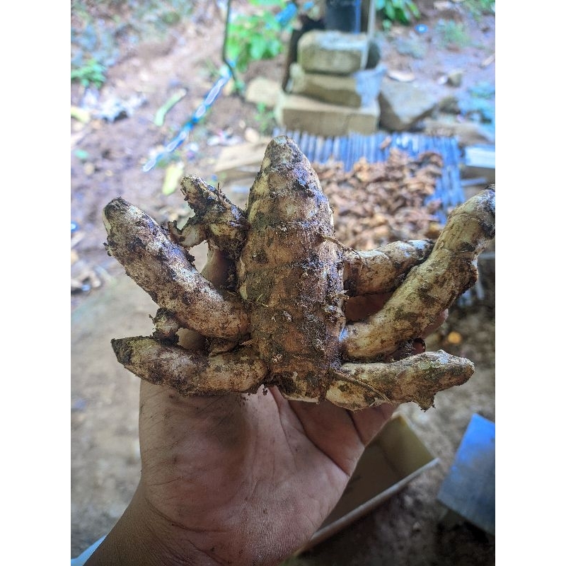 

temu hitam