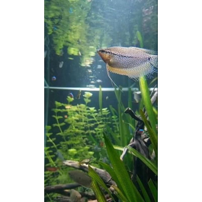 aksesories Sepat Mutiara/Hiasan Aquascape