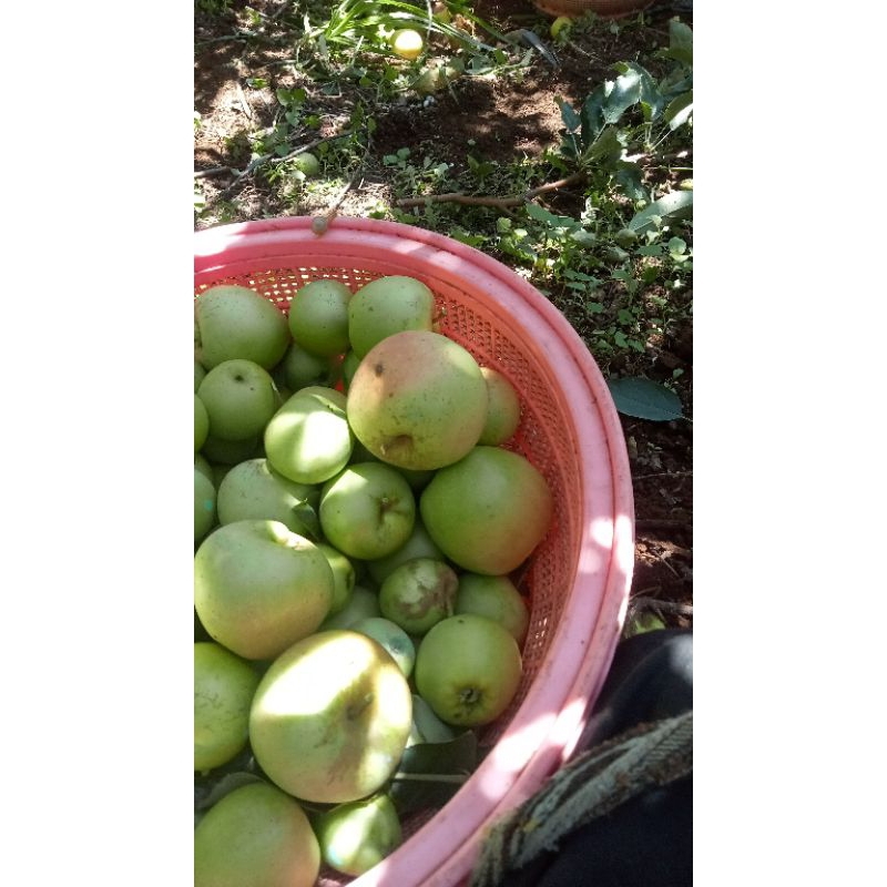 

buah apel manalagi