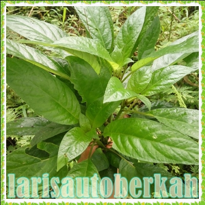 

Daun Rendeu segar 1 Kg Lalapan Rendeu Organik Termurah