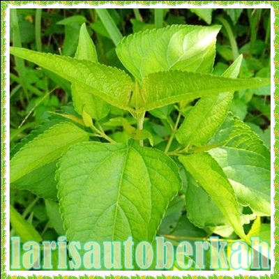 

daun kopasanda 1 kg daun kirinyuh daun balakacida segar organik termurah