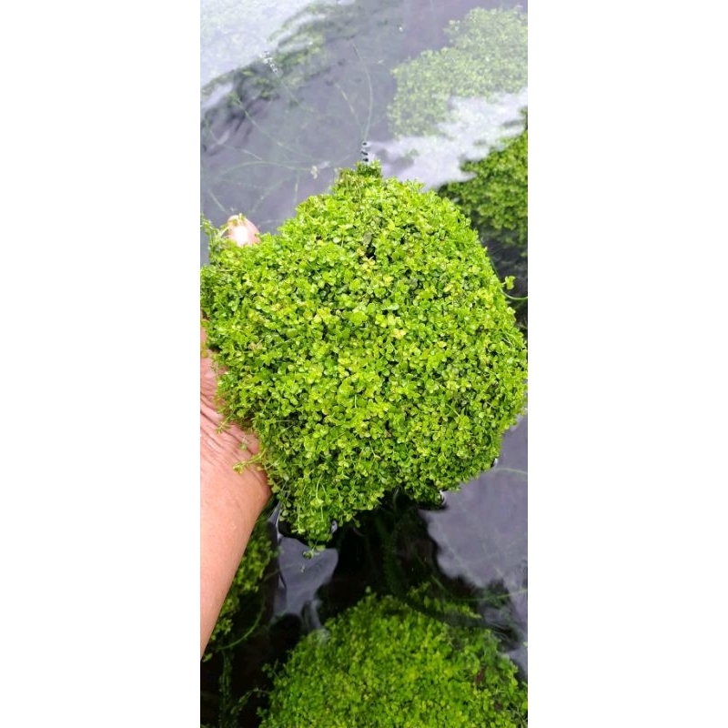 Monte Carlo tanaman aquascape