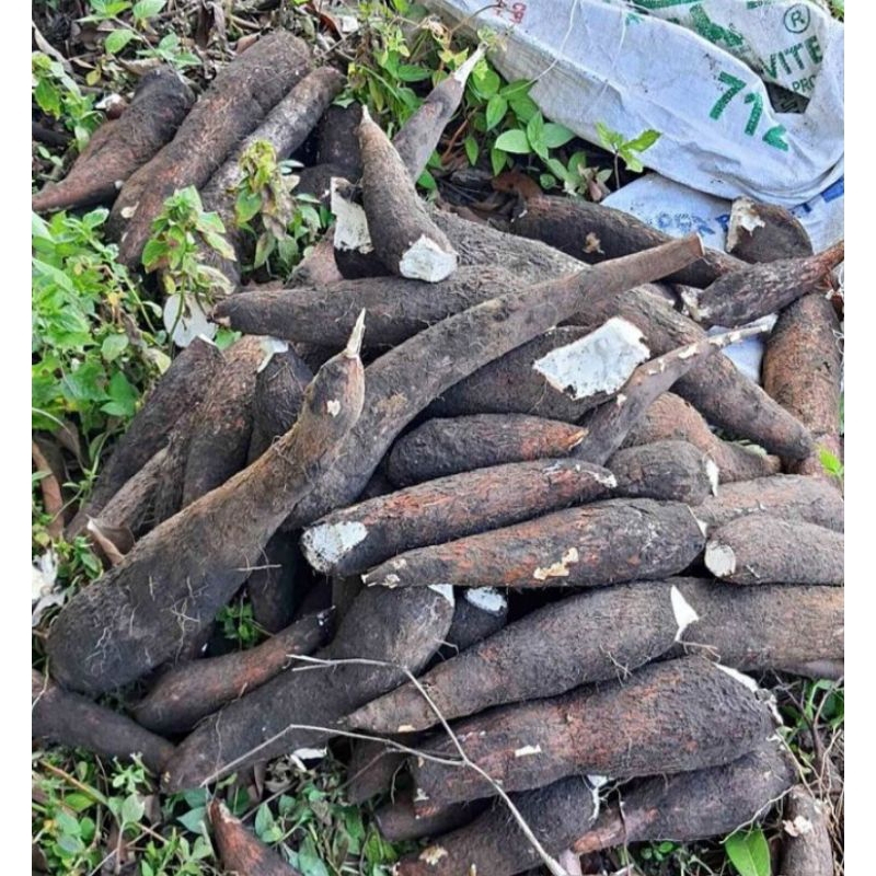 

Singkong 500 gr super empuk