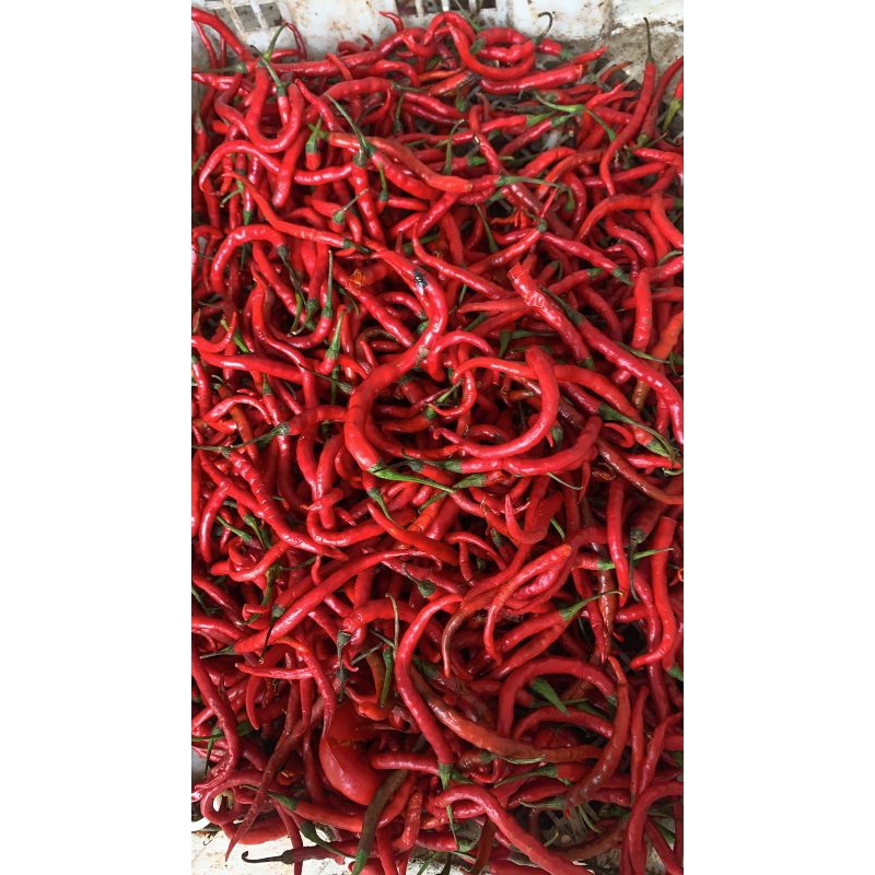 

Cabe merah kriting/cabe merah kriting 1 kg,& 500 gram