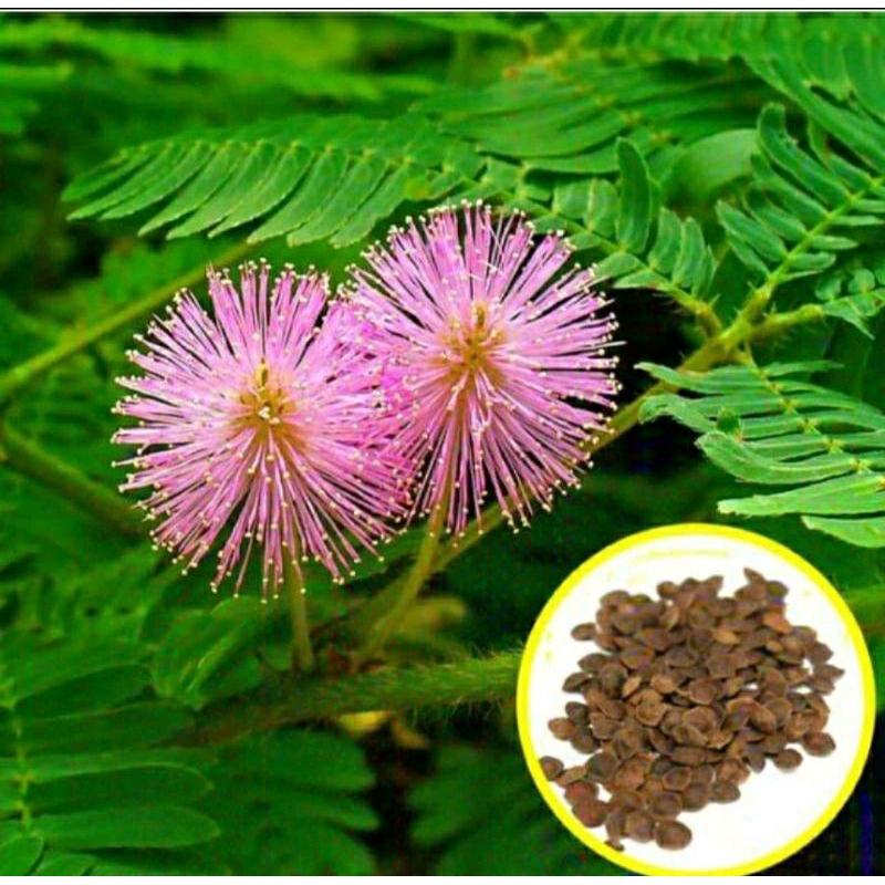 biji putri malu / tanaman duri putri malu