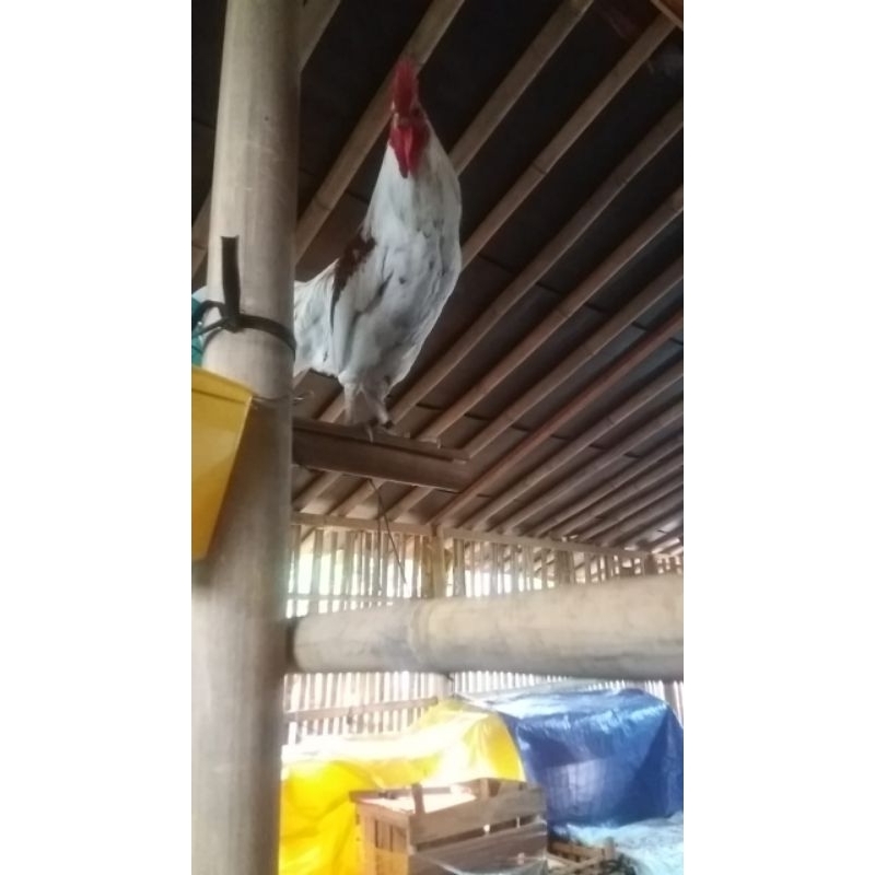 

Ayam Ketawa