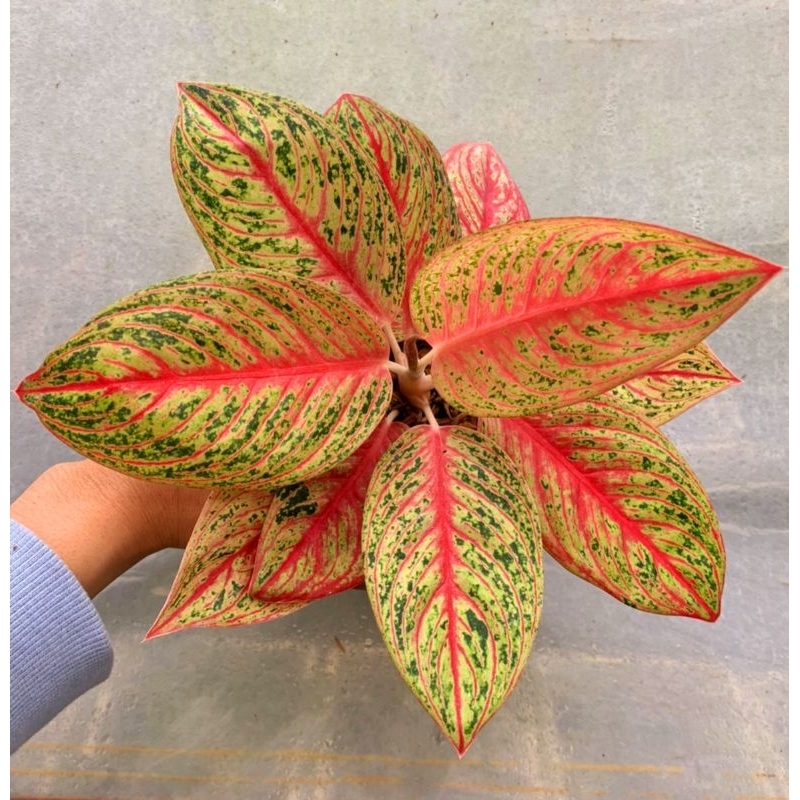 ( BISA COD ) Aglonema Legacy Merah Merah Mutasi Tanaman Hias Aglonema Aglaonema Legacy Merah Merah M