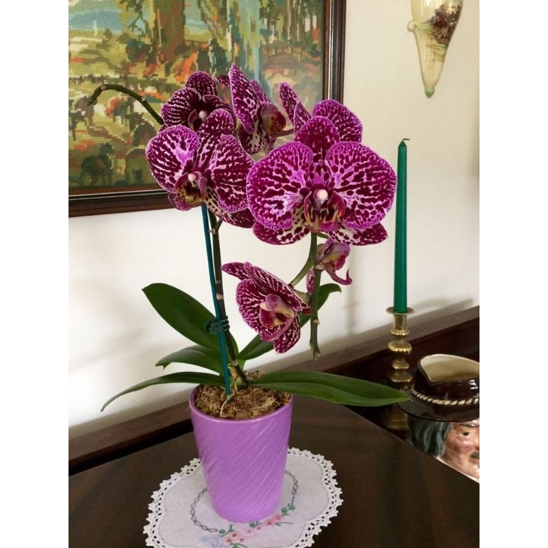 Seedling Anggrek Dendrobium Pfizer Singapore