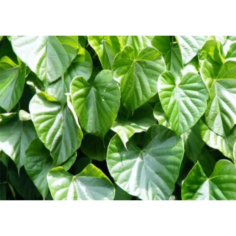 

Daun Brotowali Herbal Diabetes Organik Fresh