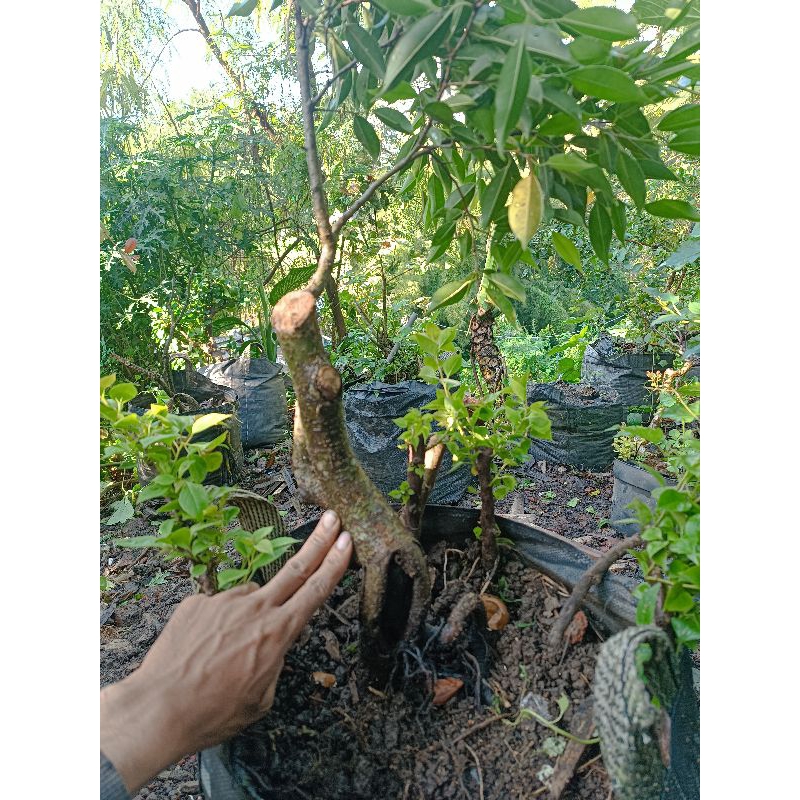 Bahan Bonsai Beringin Philipin Batang Besar