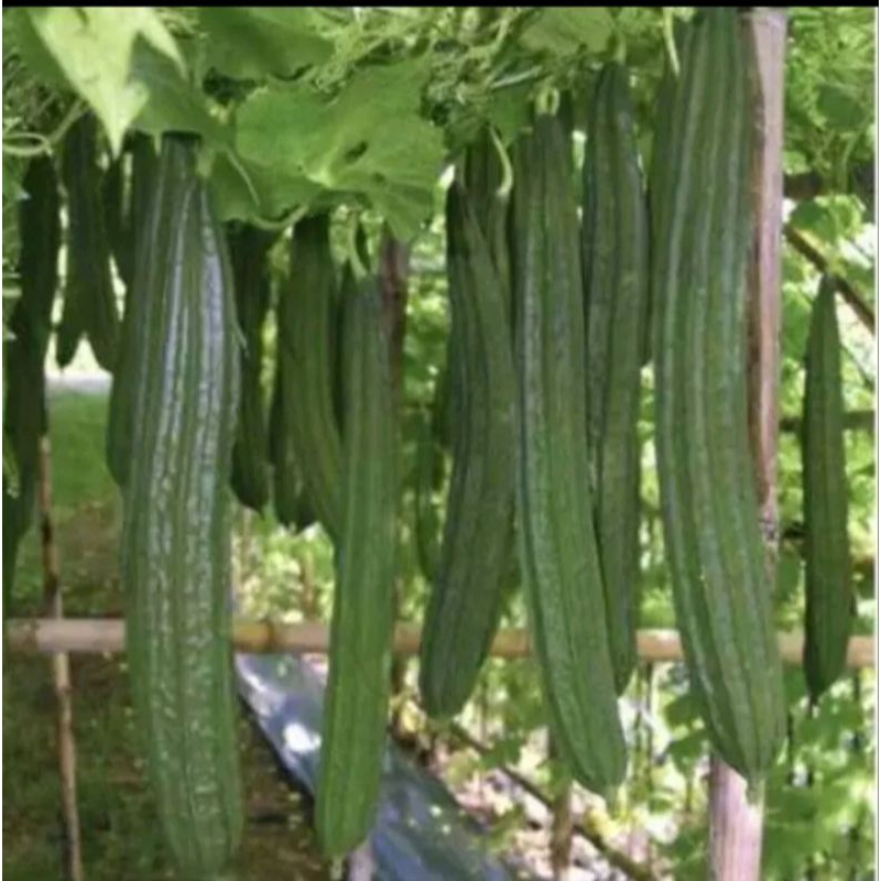 Benih sayur gambar lokal sayuran Oyong Hibrida F1