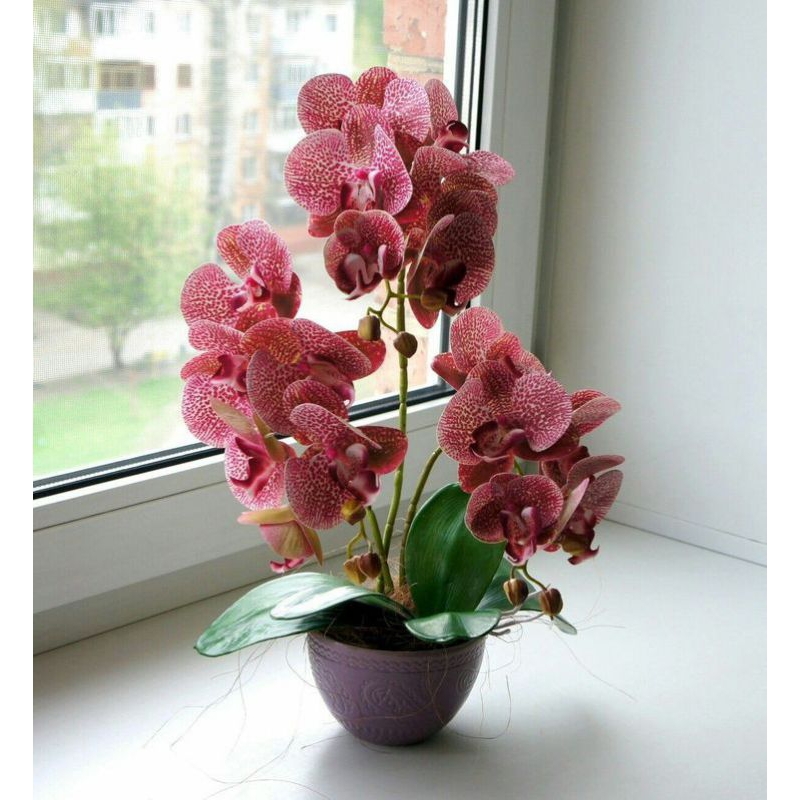 Anggrek Dendrobium discolor x strepsiceros dewasa