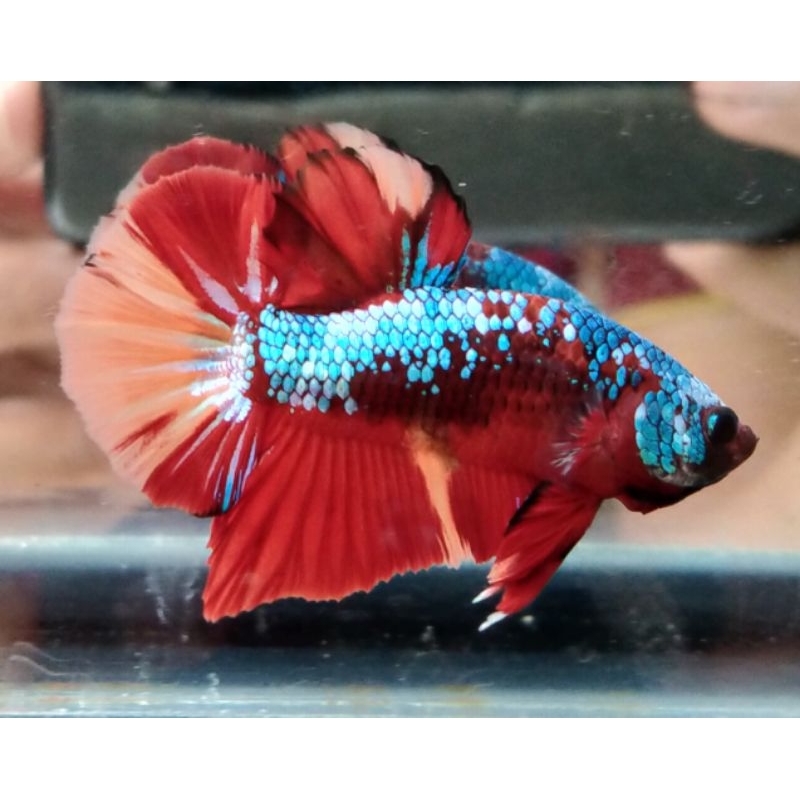 Cupang hmpk koi galaxy