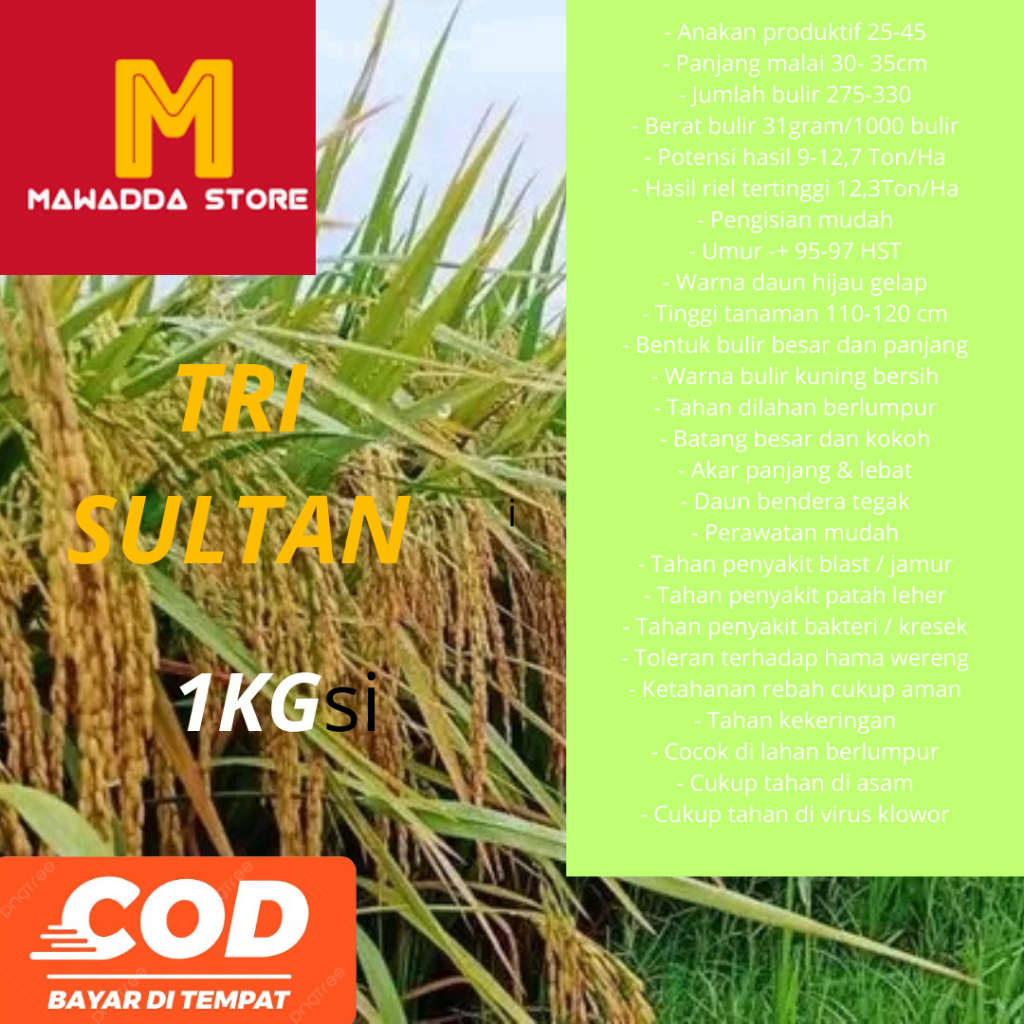 BENIH PADI UNGGUL TRI SULTAN 1KG