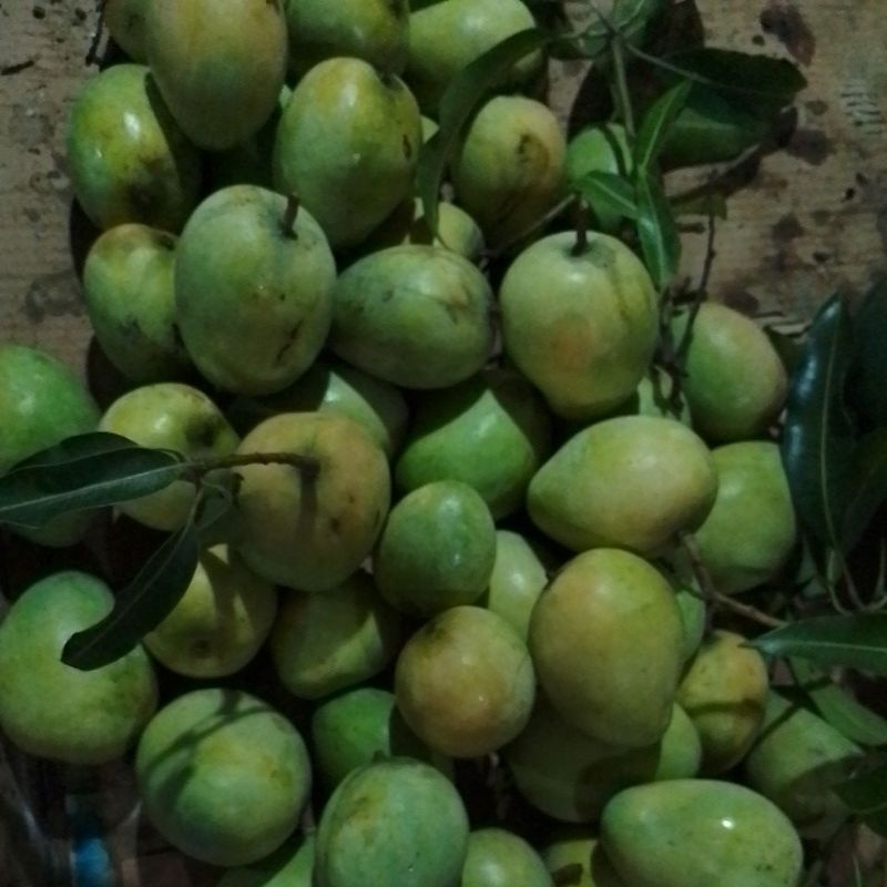 

mangga muda gabongan 23900/kg