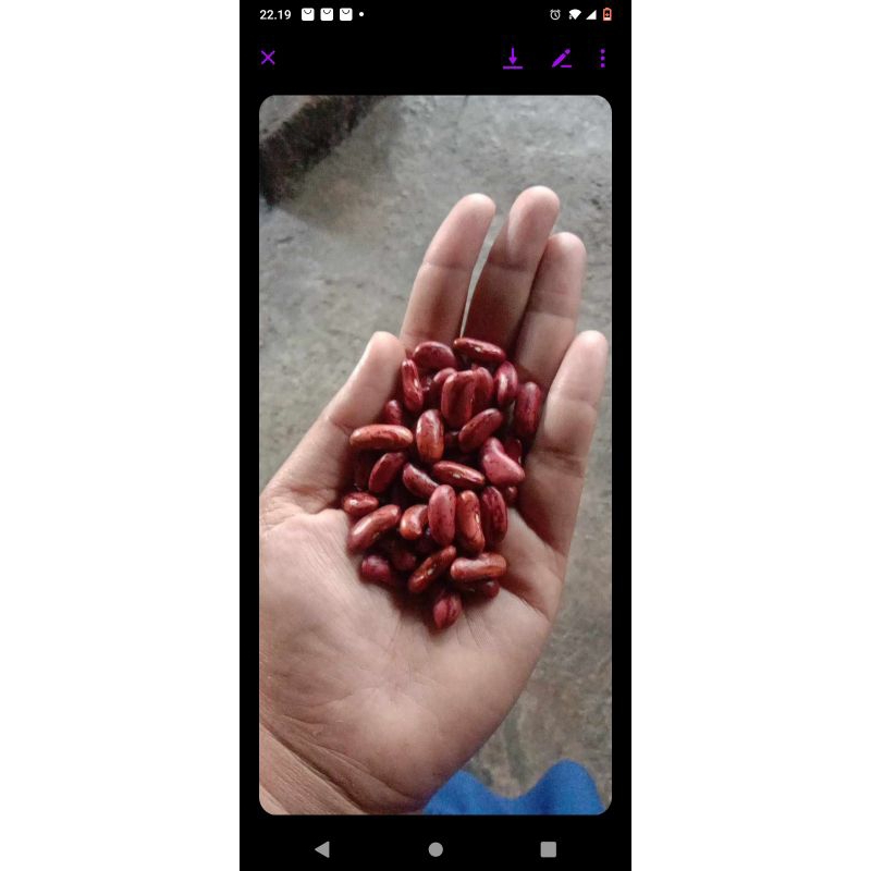 

Kacang Merah/Buncis Duduk (3 Kg)