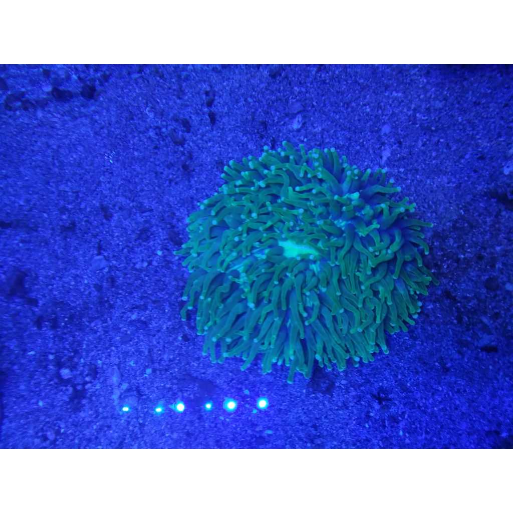 Piring Anemon Hijau - Green Long Tentacled Plate Coral
