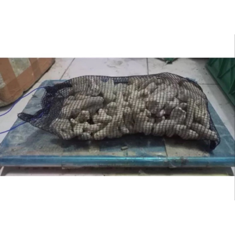karang jahe plus waring 1kg / karang jahe / karang jahe media filter / media filter aquarium / media