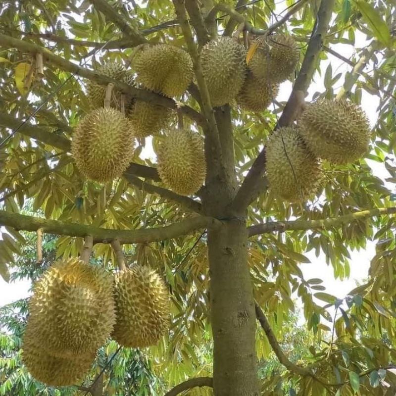 

DURIAN ISI 5 DURIAN TRENGGALEK