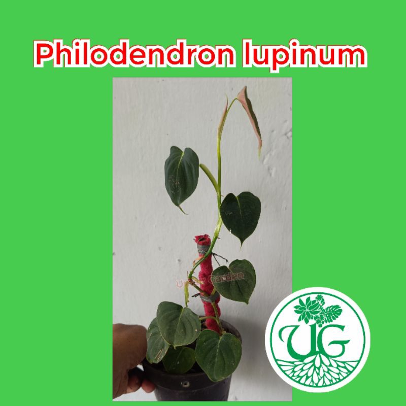 Philodendron lupinum