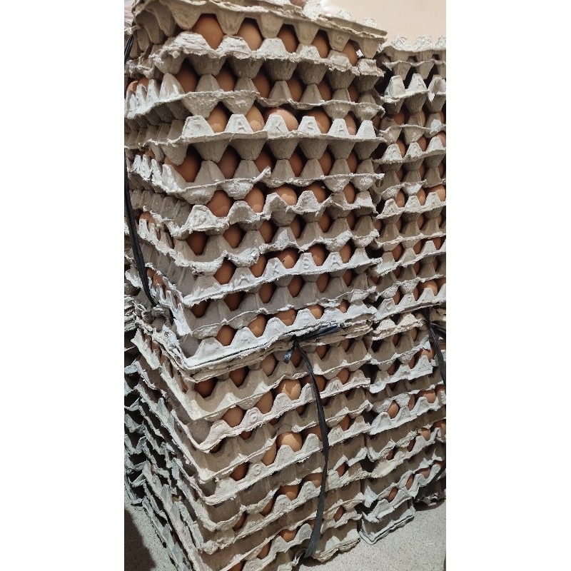 

Update Baru (telurayamHornBarokah (satu Kilo)