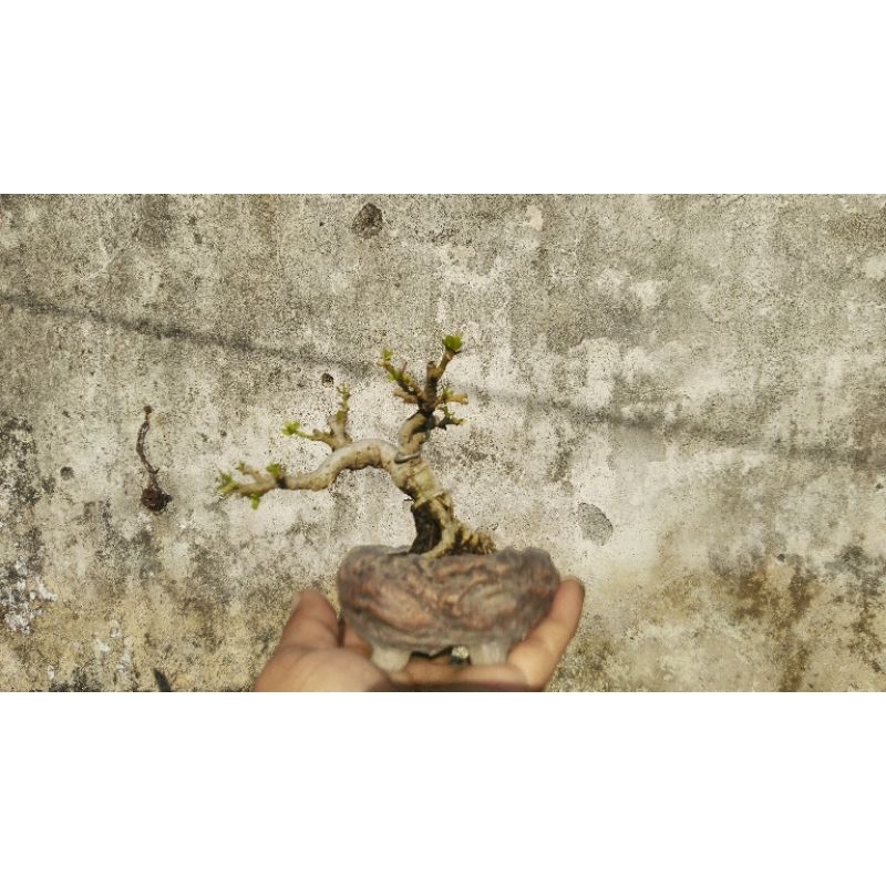 Bonsai Waru India mini