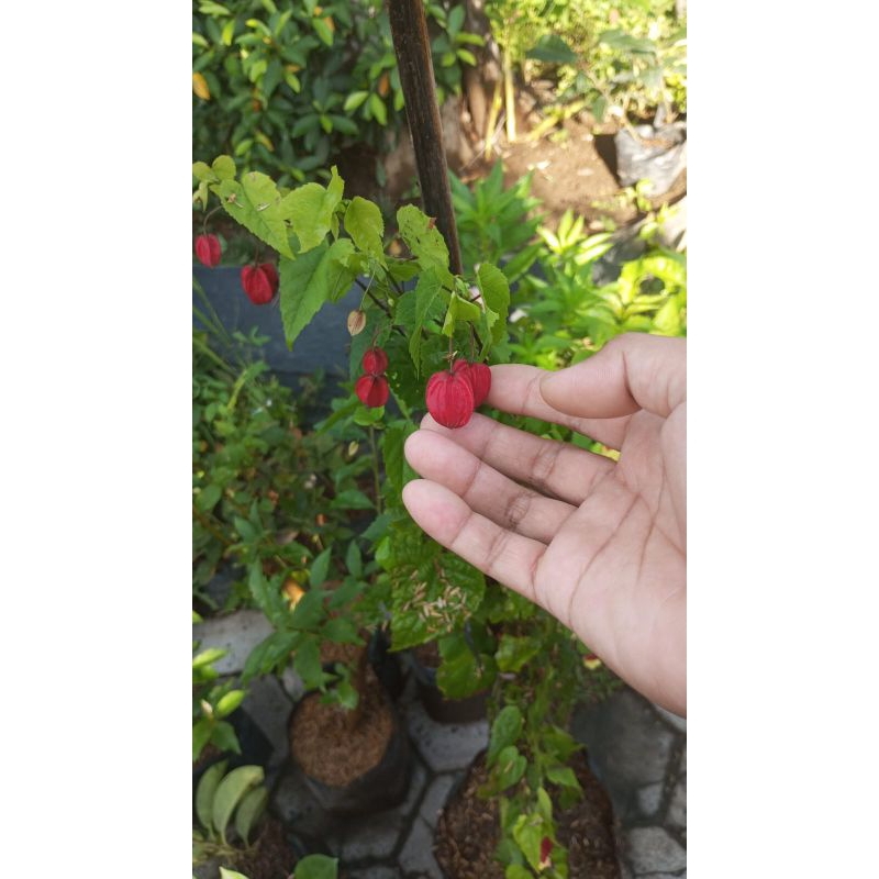 lampion dewasa bila ada yg berbunga di kirim berbunga