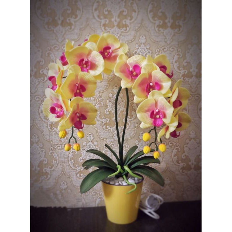 anggrek dendrobium discolor merauke dewasa jamin ori