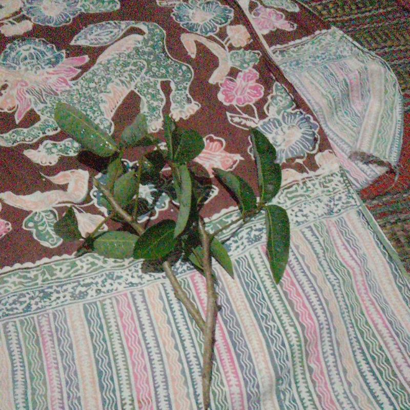 Entres Kelengkeng Segar Termurah