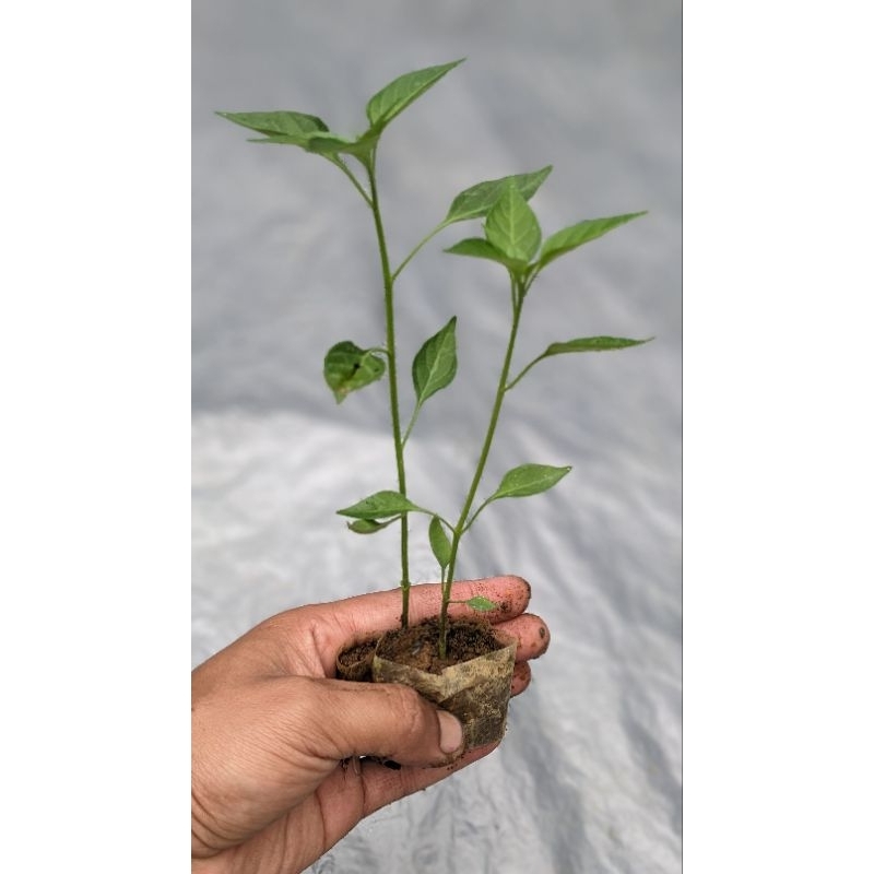 BIBIT MURAH - Bibit Cabe Merah Besar Hidup siap tanam