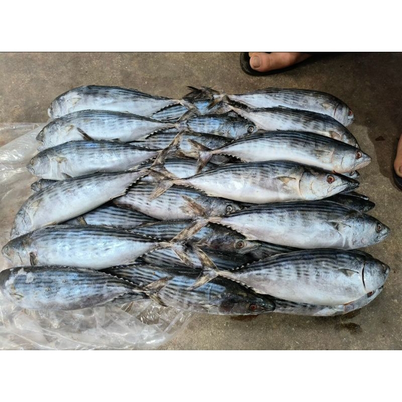 

Ikan Tongri / Tongkol Tenggiri 10kg