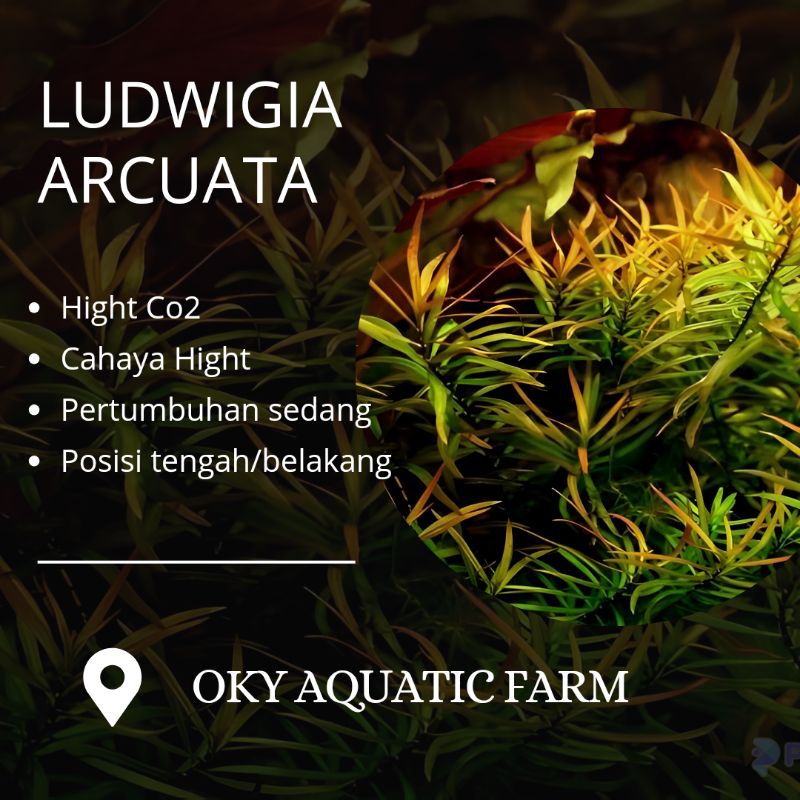 ludwigia arcuata