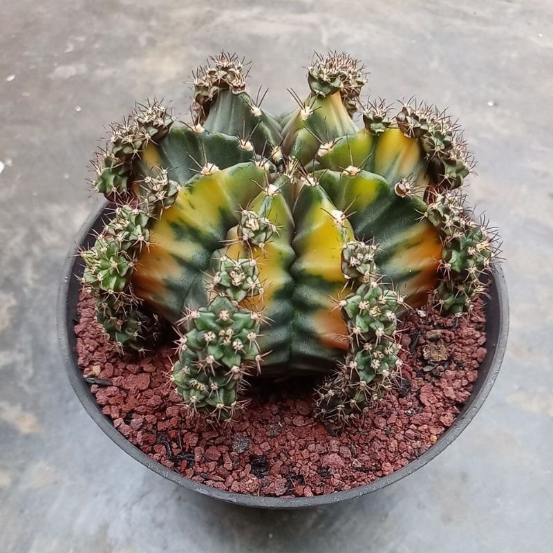 Kaktus Gymno Rootbeer varigata