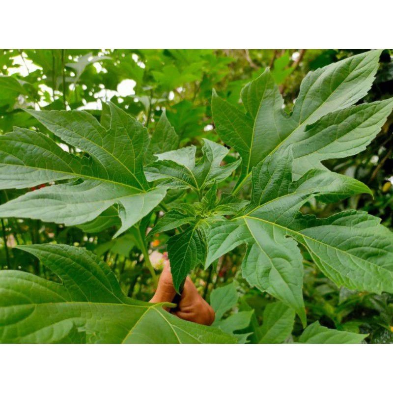 

daun insulin untuk diabetes 500g