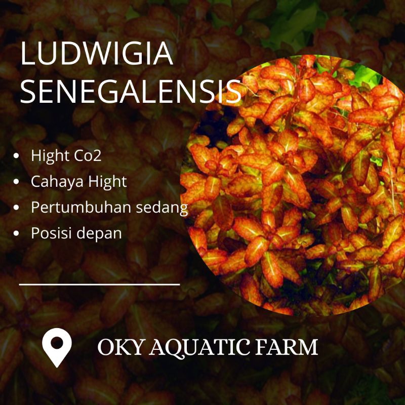 ludwigia senegalensis