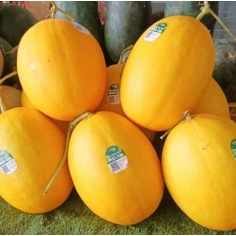100 Benih Bibit Biji Melon Luna Golden Kuning F1 Hibrida Seeds Manis