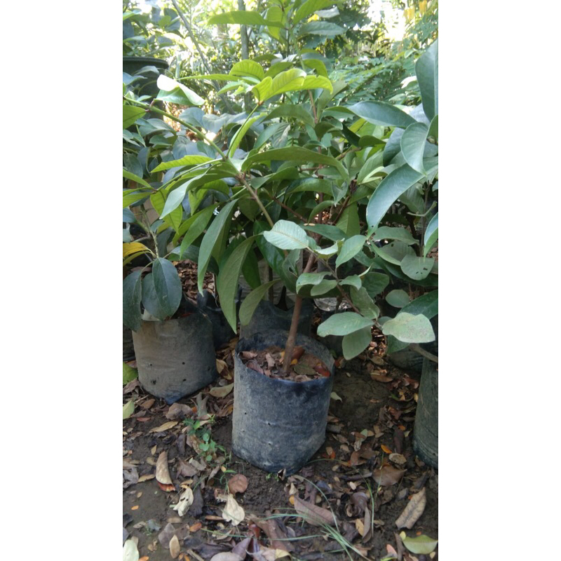 Bentang Hijau-bibit jambu  jamaika 80-100 via instan