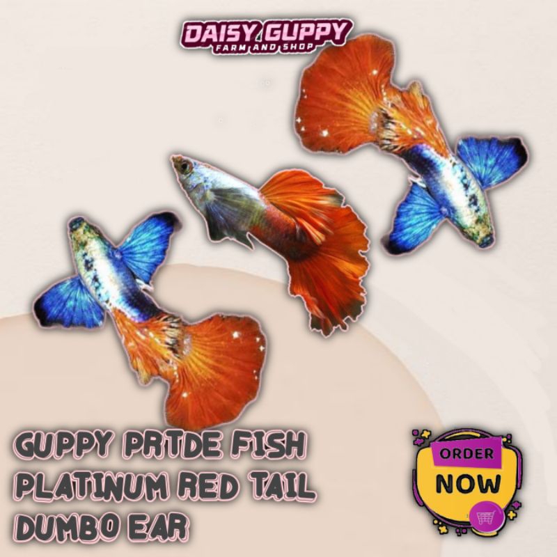 GUPPY PRTD PLATINUM RED