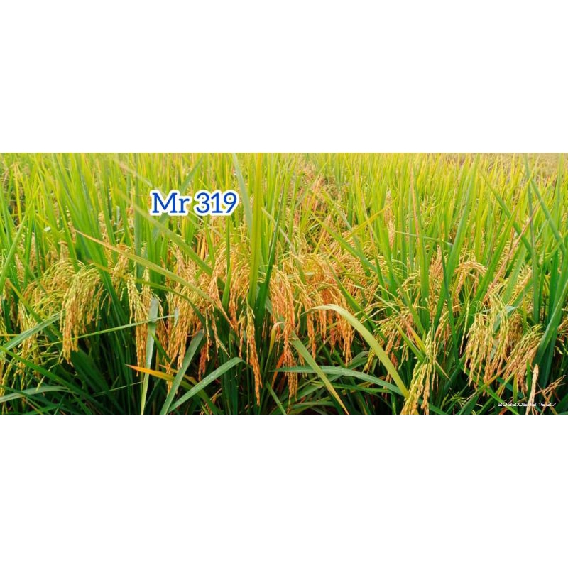 Benih padi MR 319 terbaru kemasan 5 kg