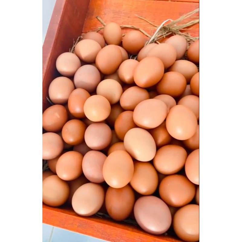 telur ayam telor ayam murah agen
