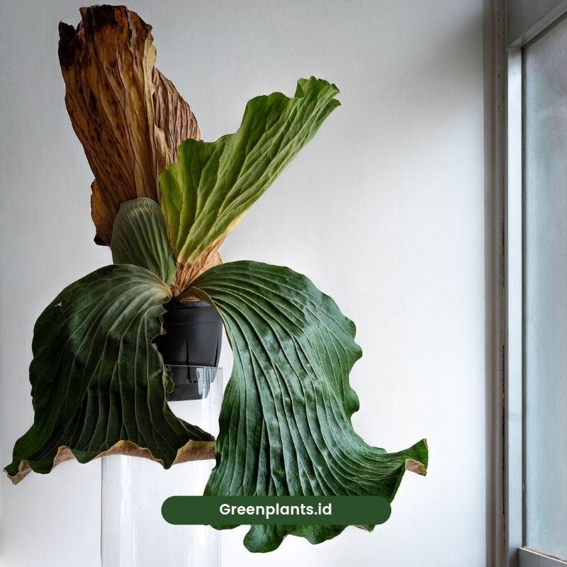 Elephantotis Platycerium elephantotis Simbar menjangan Tanduk rusa