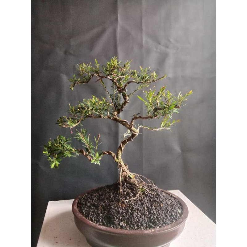 bonsai cendrawasih