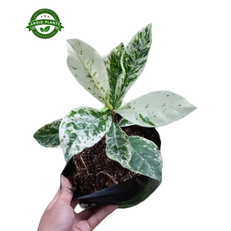 Tanaman Hias Asoka Variegata - Pohon Soka Variegata Hawai