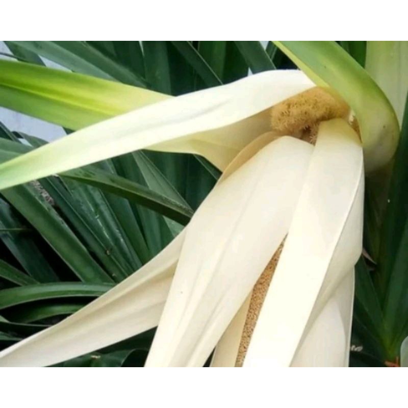 bunga pandan duri/pandan pantai