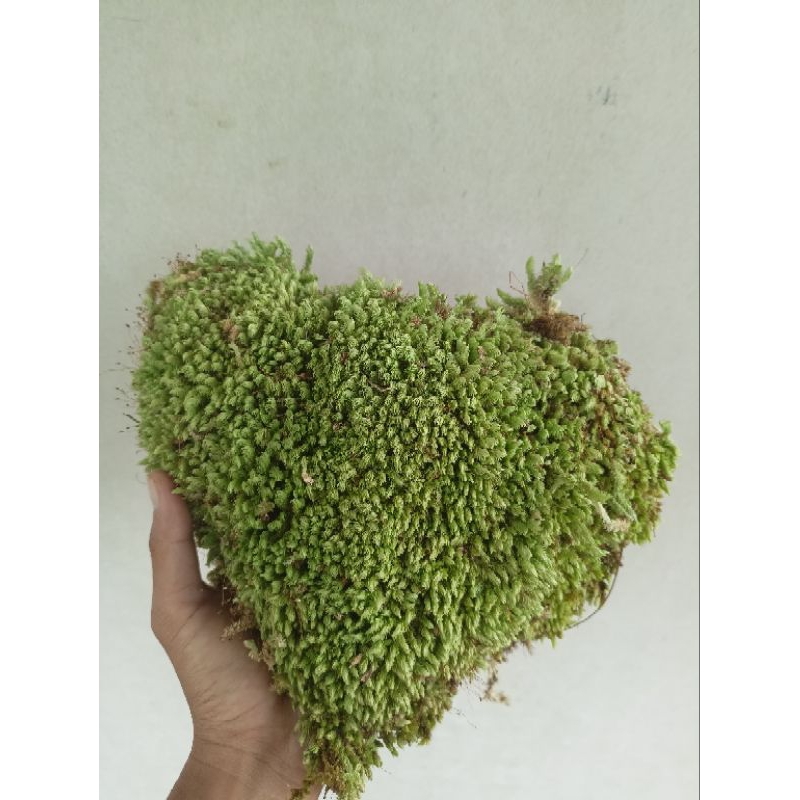 (Karung 50kg) Lumut Pinus, Media Tanam Lumut Pinus