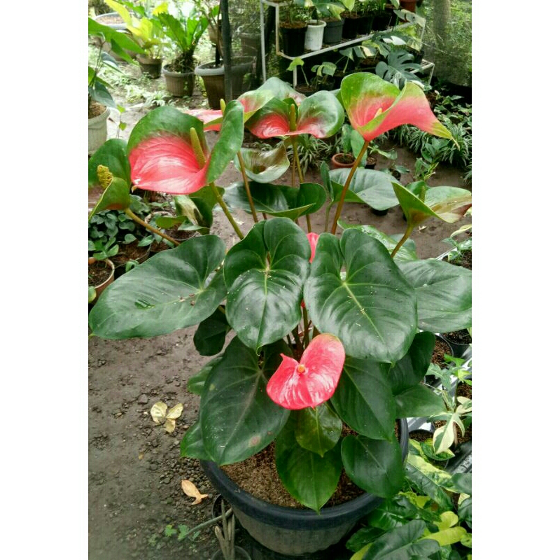 (Ukuran Besar) Anthurium Bunga Merah